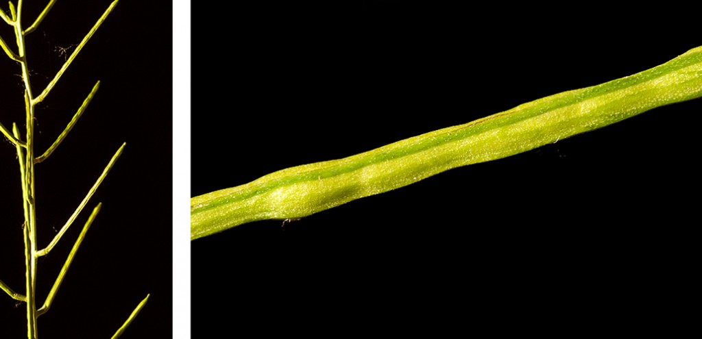 Alliaria petiolata  Garlic Mustard Seedpods