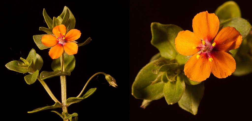 Anagallis arvensis Scarlet Pimpernel Flowers