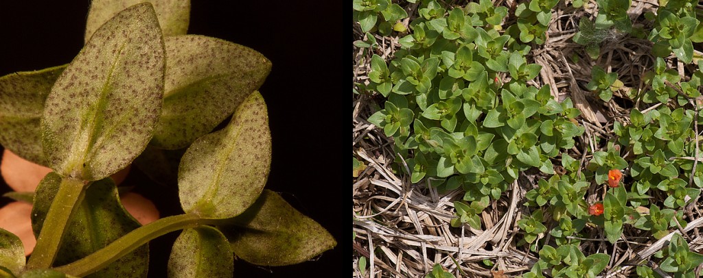 Anagallis arvensis Scarlet Pimpernel leaves