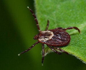 Dermacentor variabilis American Dog Tick female