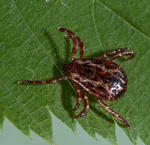 Dermacentor variabilis American Dog Tick male