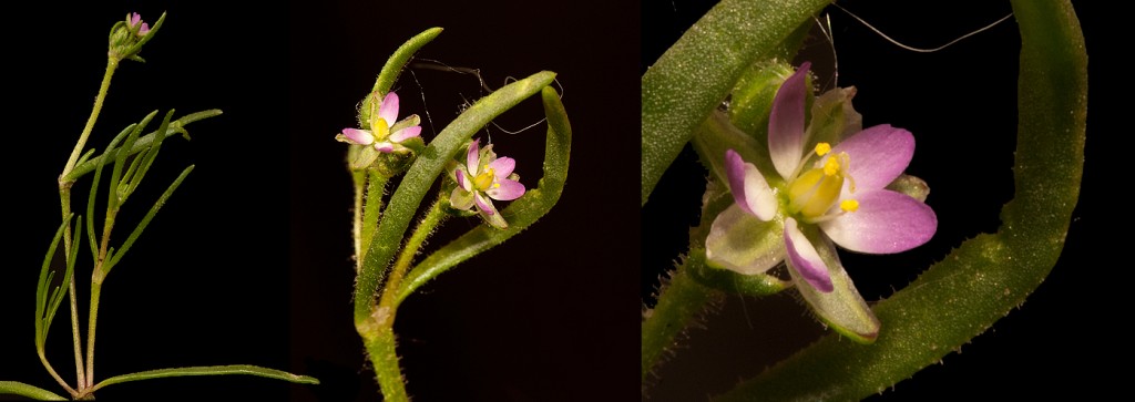 Spergularia marina Salt Marsh Sand Spurry