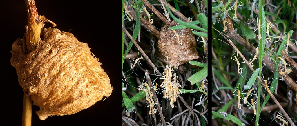 Mantis Eggcase and hatchlings