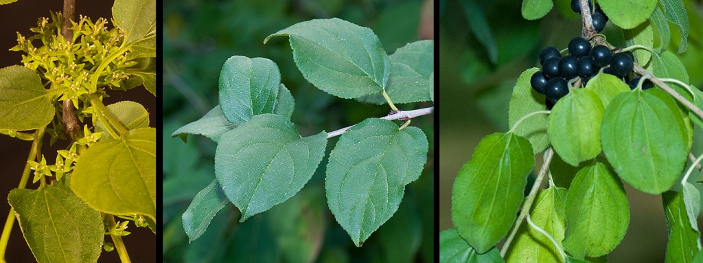 Rhamnus cathartica Common Buckthorn flowers, leaves, and fruit