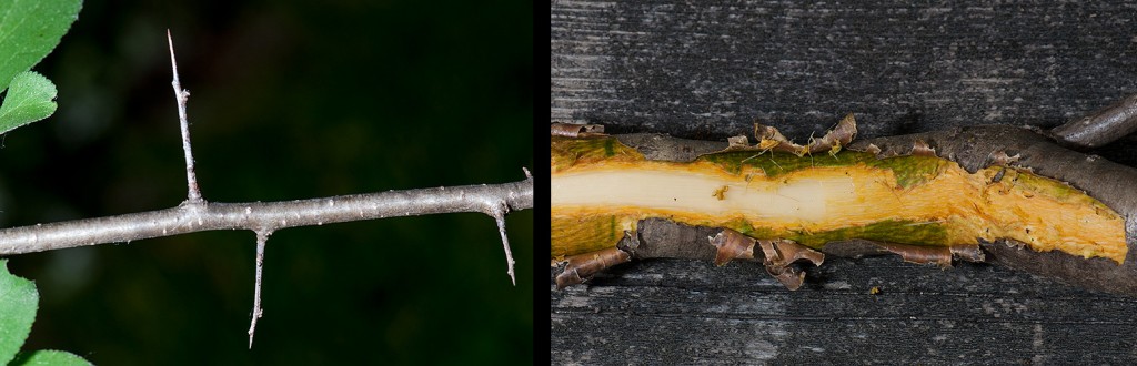 Rhamnus cathartica thorns-inner bark