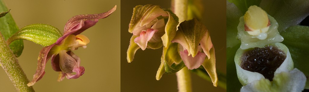 Epipactis helleborine