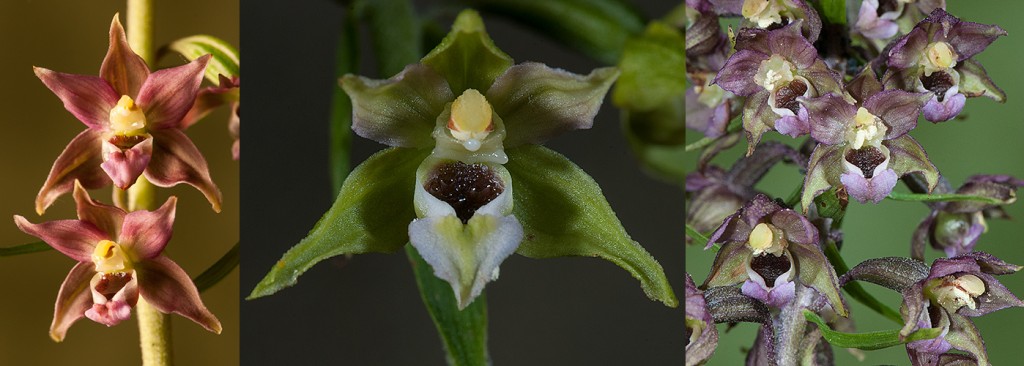 Epipactis helleborine