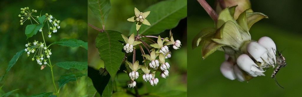 Asclepias exaltata