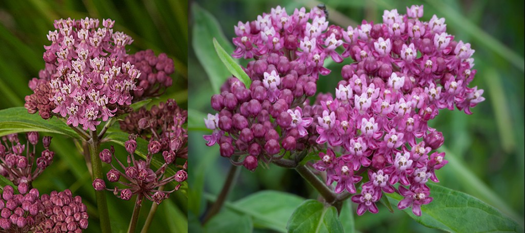 Asclepias incarnata