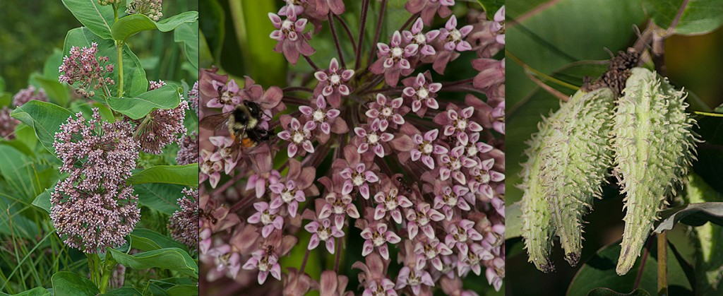 Asclepias syriaca