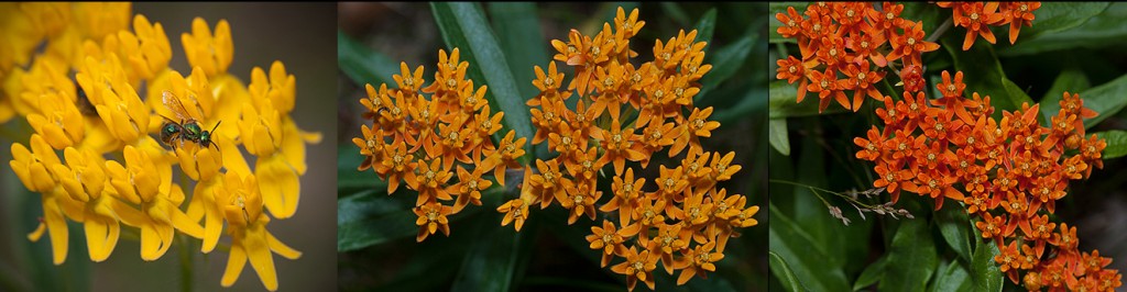 Asclepias tuberosa flowers