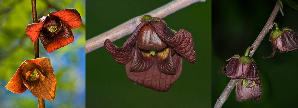 Asimina triloba Pawpaw flowers