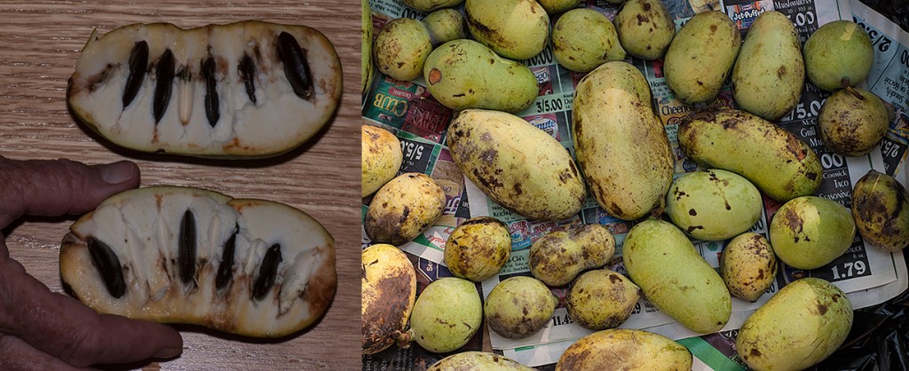 Asimina triloba Pawpaw fruit