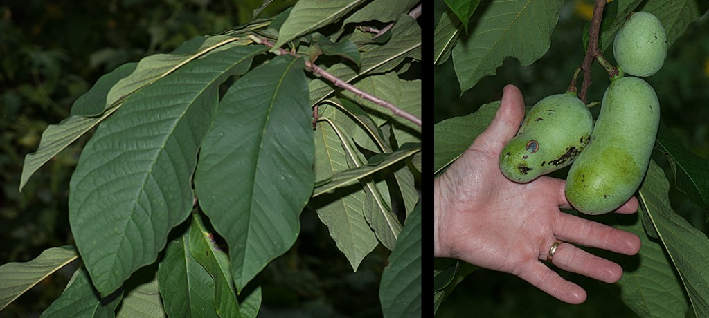 Asimina triloba Pawpaw leaves and fruit