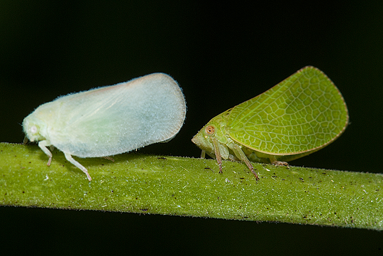 Flatormenis proximais and Acanalonia bivittata