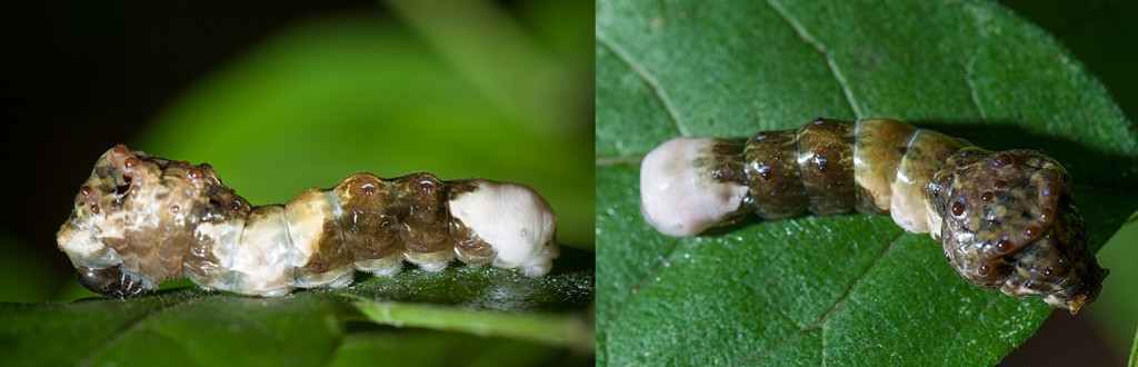 Giant Swallowtail Larva