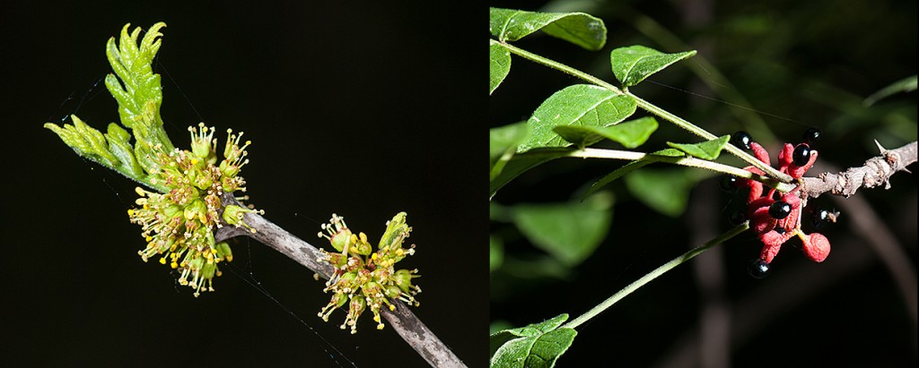 Zanthoxylum americanum