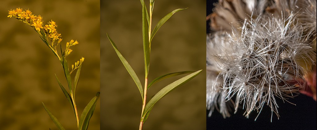 Solidago sempervirens