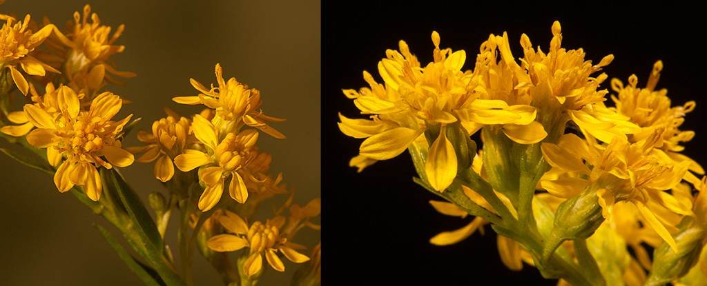 Solidago sempervirens