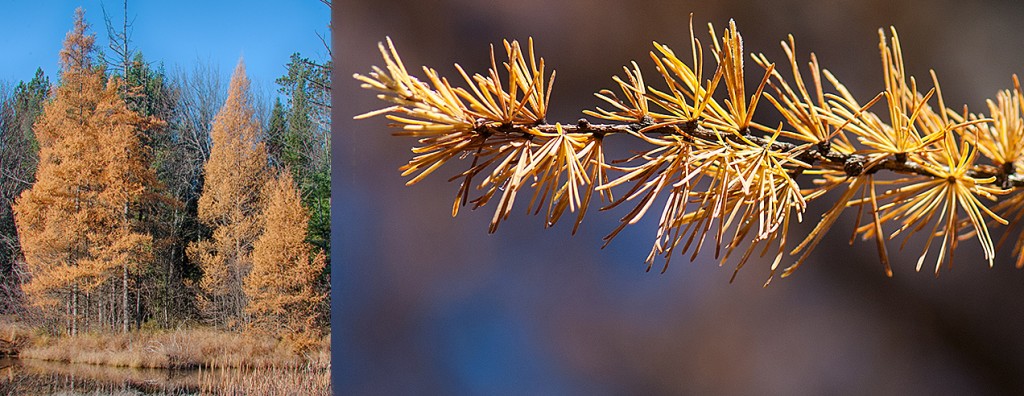 Larix laricina Autumn