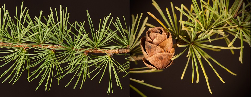 Larix laricina leaves and old cone