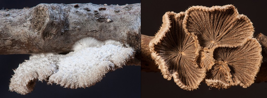 Schizophyllum commune Split Gill upper - lower Dry