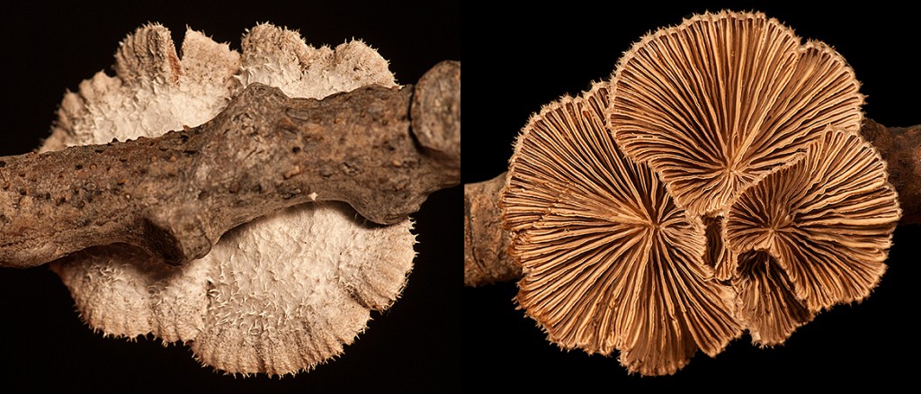 Schizophyllum commune Split Gill upper - lower Wet