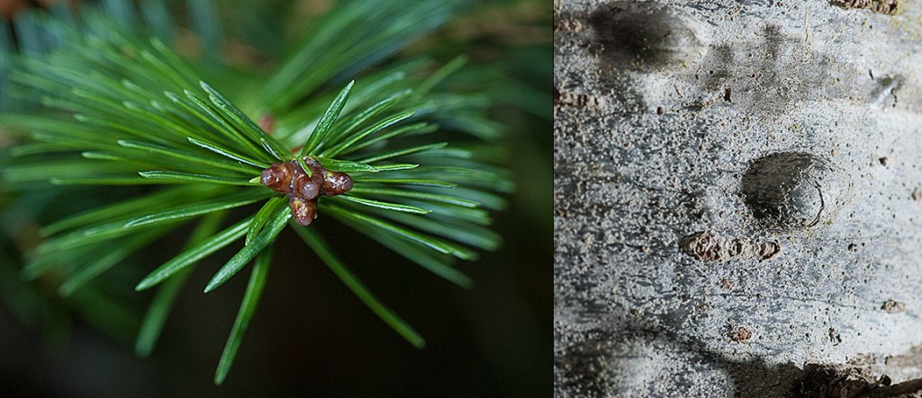 Abies balsamea Branchlet and Bark