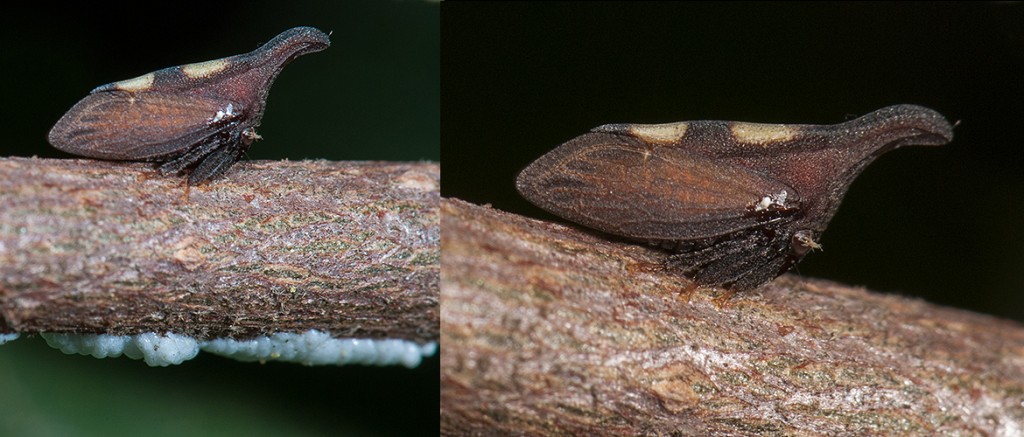 Enchenopa viburni  Viburnum Leafhopper