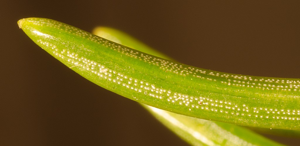 Picea abies stomata 