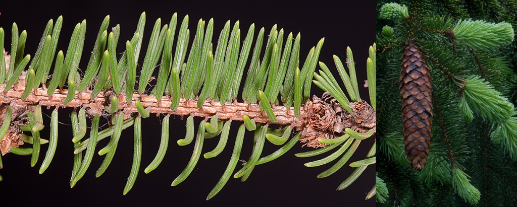 Picea abies needles and cone