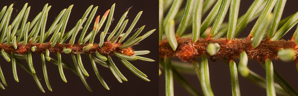 Picea mariana branchlets