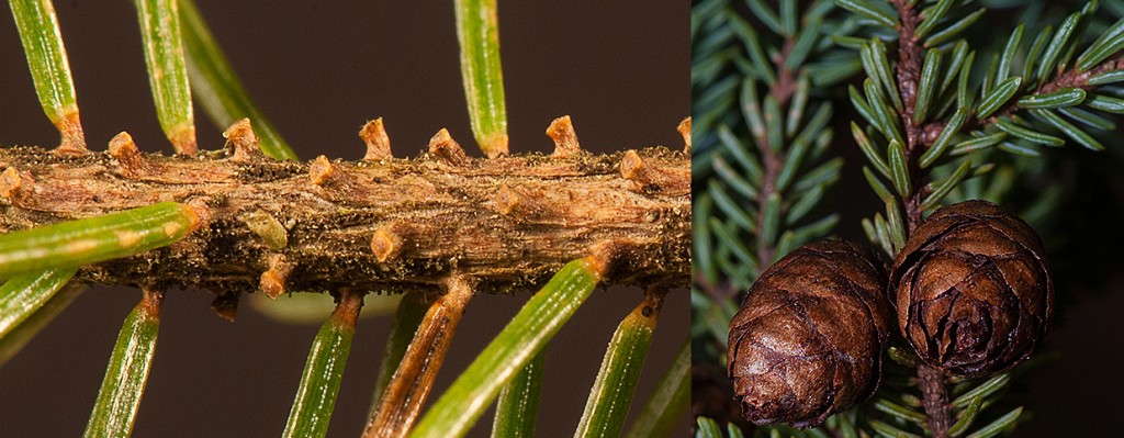 Picea mariana pegs and cones