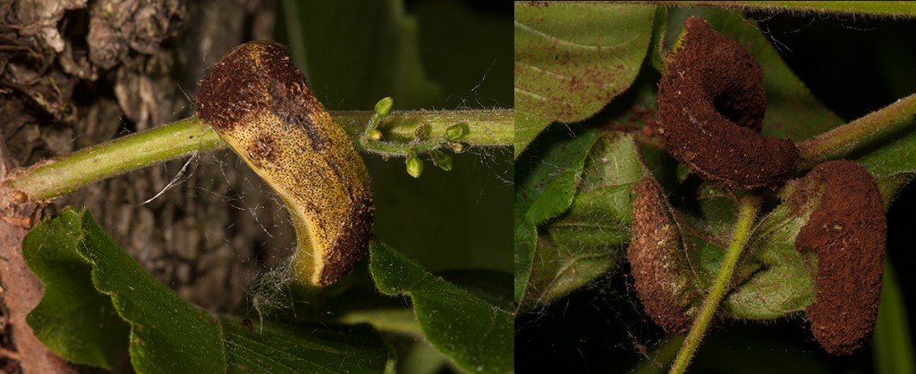 Pileolaria brevipesToxicodendron radicans