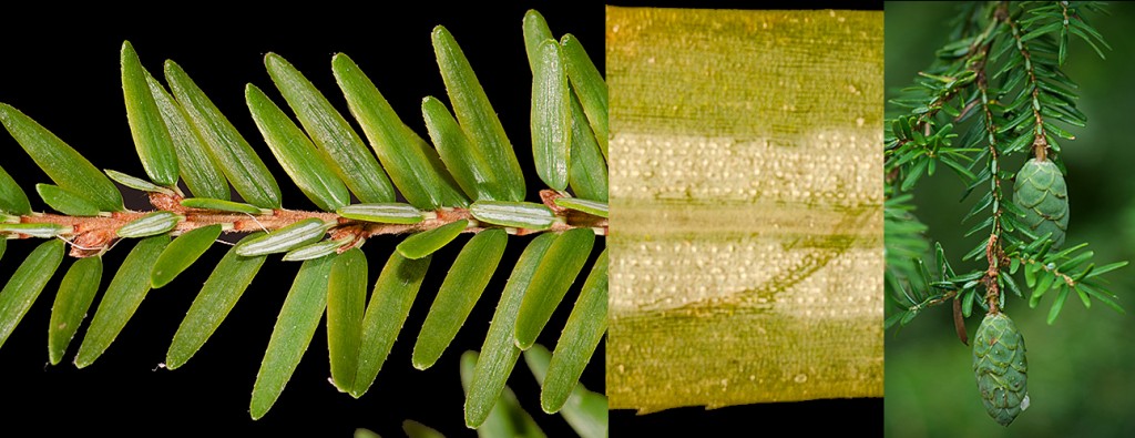 Tsuga canadensis Branchlet Stomata Cones