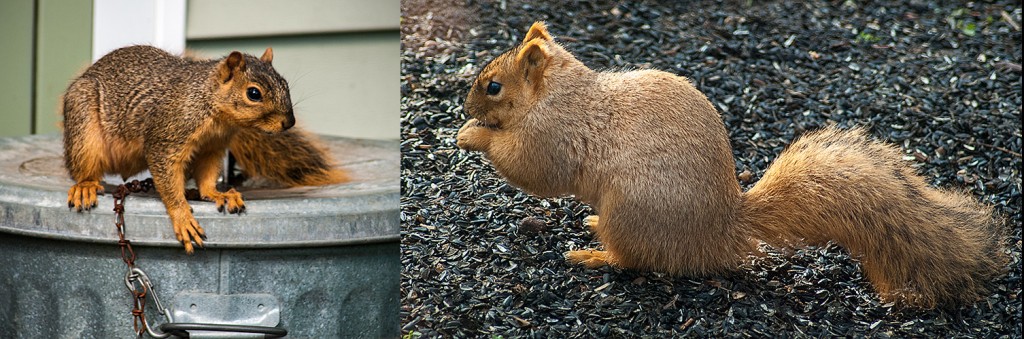 Sciurus niger  Eastern Fox Squirrel