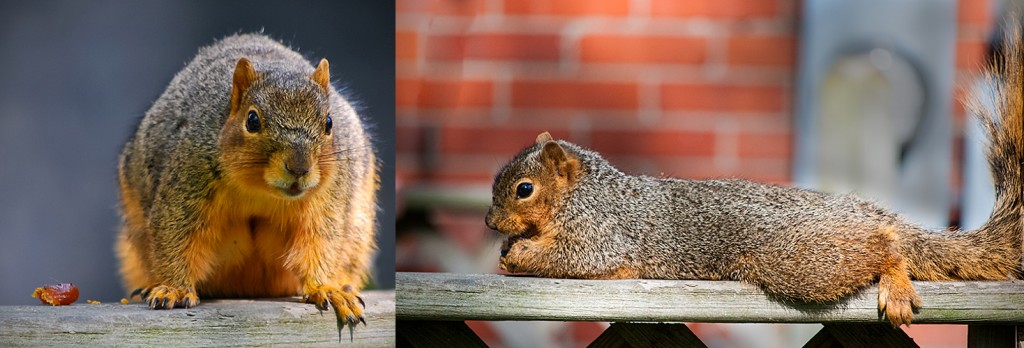 Sciurus niger Eastern Fox Squirrel