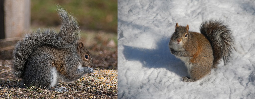 Sciurus carolinensis     Eastern Gray Squirrel