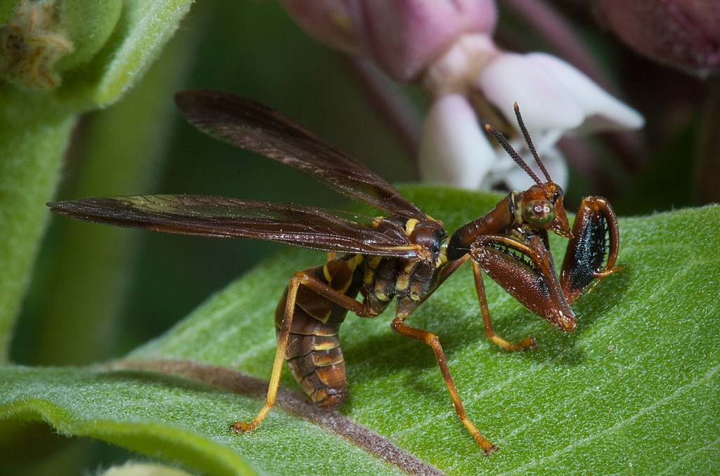 Wasp Mantid Fly