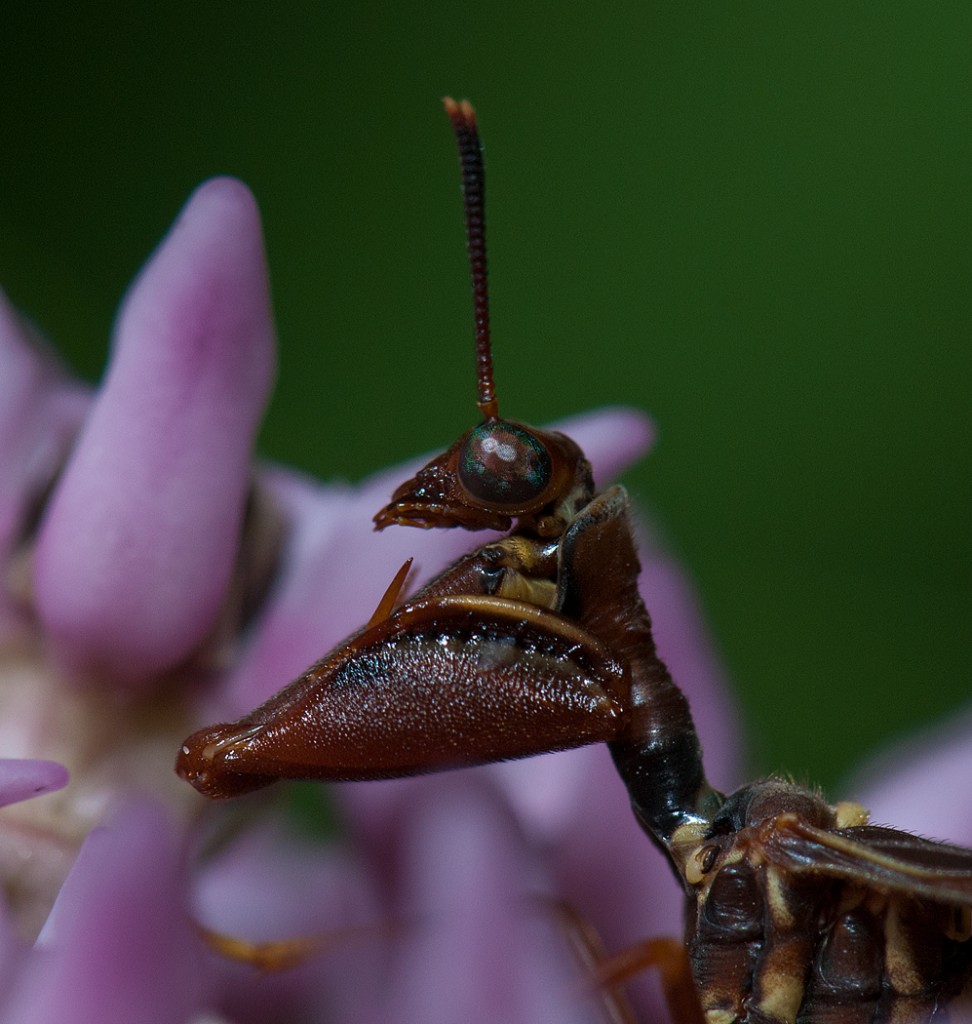 Wasp Mantid fly profile