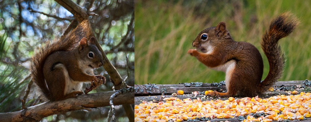 Tamiasciurus hudsonicus Red Squirrel