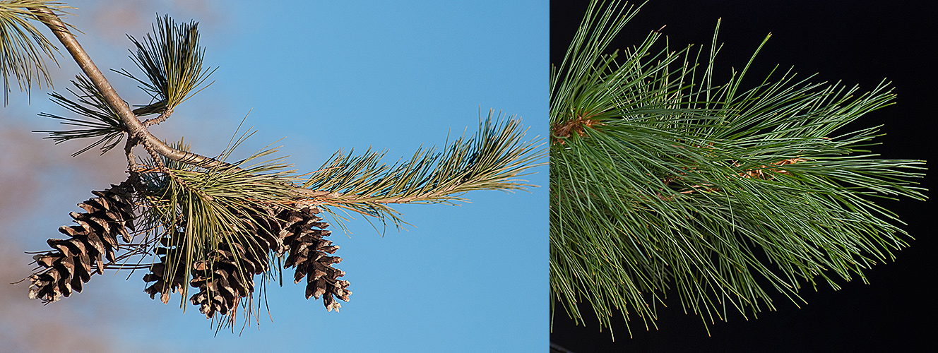 How pine needles can give us a lesson in waterproofing, Trees and forests