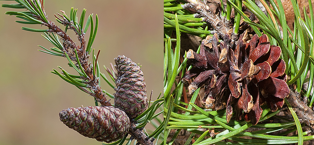 Jack Pine Cones - Natural Jack Pinecones