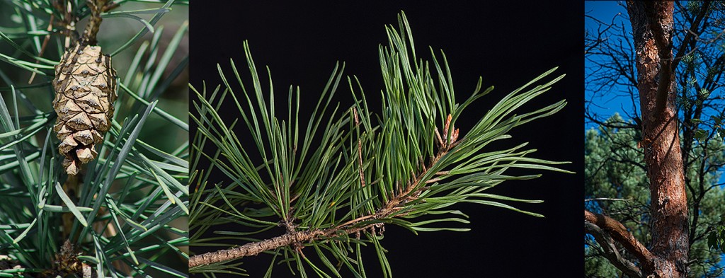 Pinus sylvestris  Scots Pine