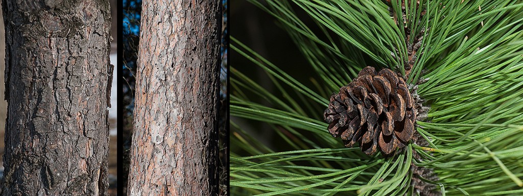 Pinus nigra bark l P. resinosa c P. resinosa r