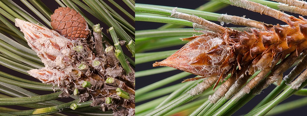 Pinus nigra l P. resinosa r winter bud