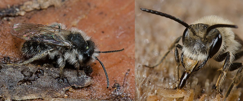 Melissodes  Digger or Long-horned Bee