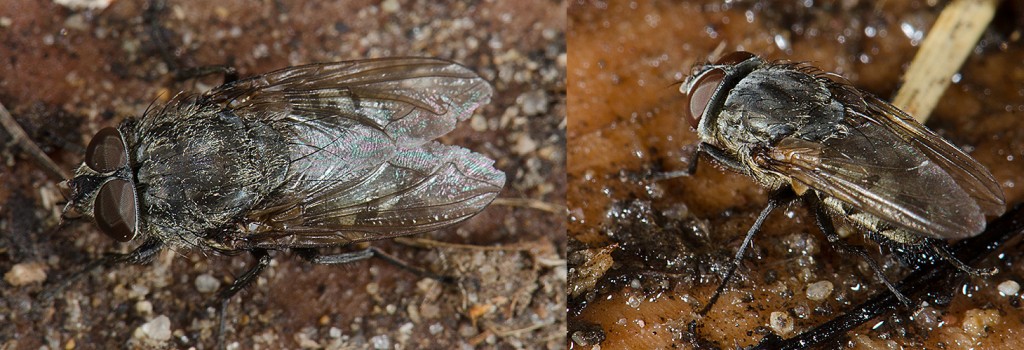 Pollenia sp.  Cluster Fly