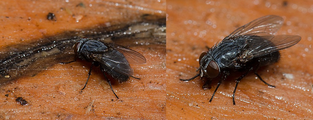 Parasitic fly Ptilodexia sp. 