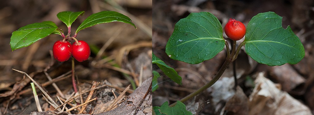 Wintergreen (Gaultheria procumbens)-L & Partridge-berry (Mitchella repens)-R